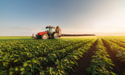 A large red tractor is driving through a large field, spraying the green leaved crops.