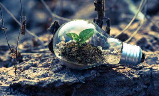 A bulb on muddy ground. Inside the bulb is a small plant growing from a mound of mud.