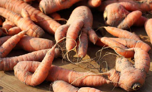 Several misshapen carrots which have been freshly picked.